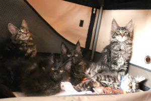 Astra Maine Coon