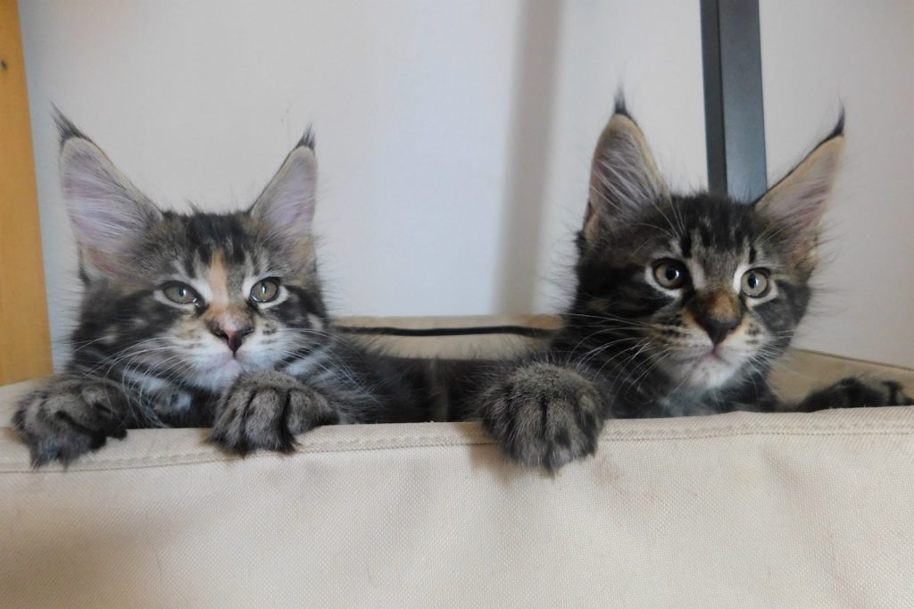 Chatons-Maine-Coon-à-vendre-Astra-Maine-Coon6