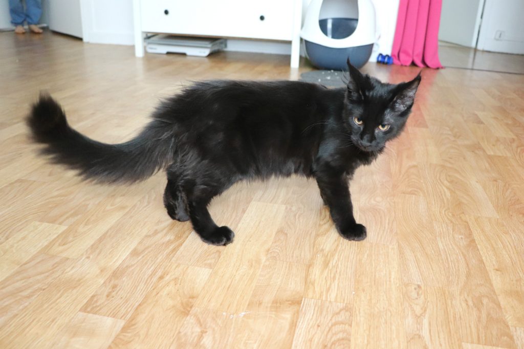 Okella femelle Maine Coon de 4mois Île-de-France