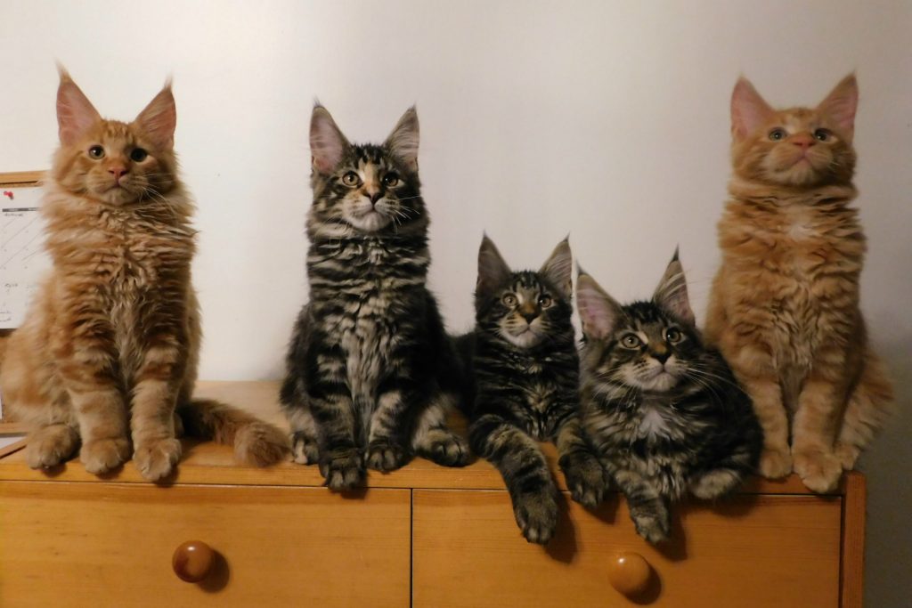 chatons-Maine-Coon-Astra-Maine-Coon-à-vendre