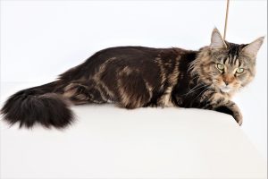 Octavia Astros - Astra Maine Coon Chatterie Familiale en île-de-France