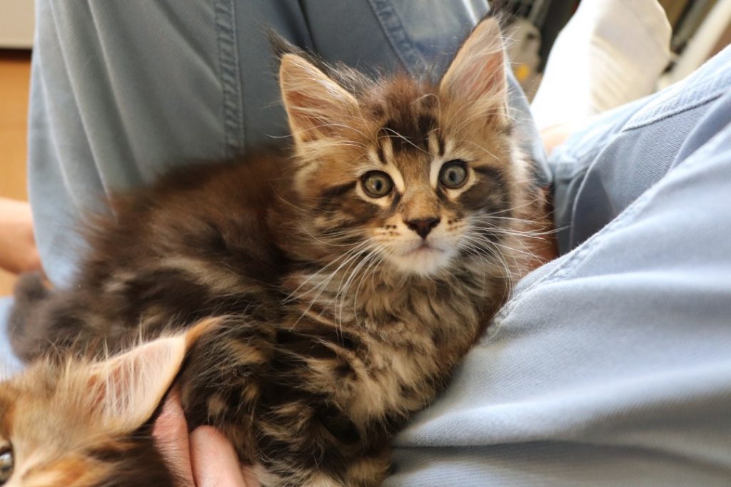 Ragnar 1 mois et 20 jours - Astra Maine Coon 1