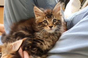 Ragnar 1 mois et 20 jours - Astra Maine Coon 1
