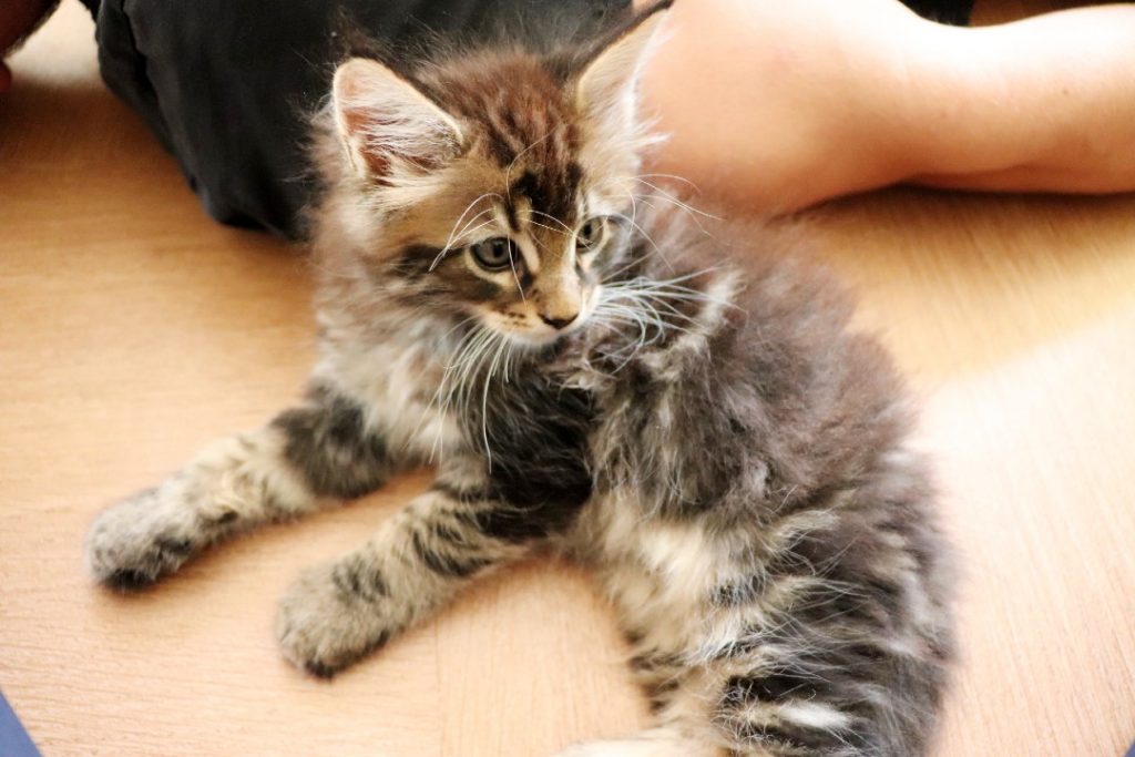 Ragnar 1 mois et 20 jours - Astra Maine Coon 2