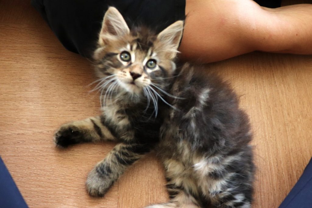 Ragnar 1 mois et 20 jours - Astra Maine Coon 3