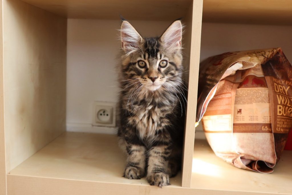 Ragnar 2 mois et 20 jours- Astra Maine Coon 1