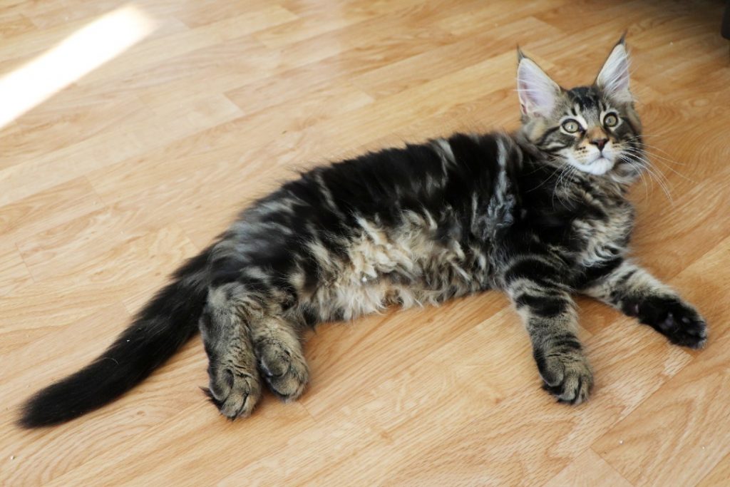 Ragnar 2 mois et 20 jours- Astra Maine Coon 10
