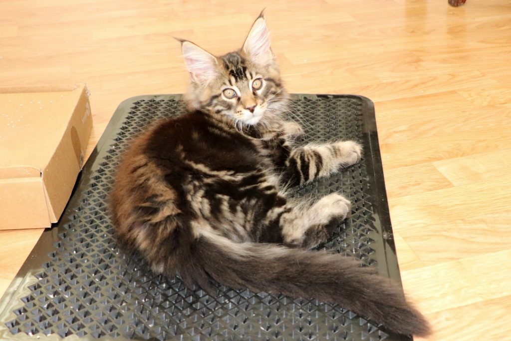 Ragnar 2 mois et 20 jours- Astra Maine Coon