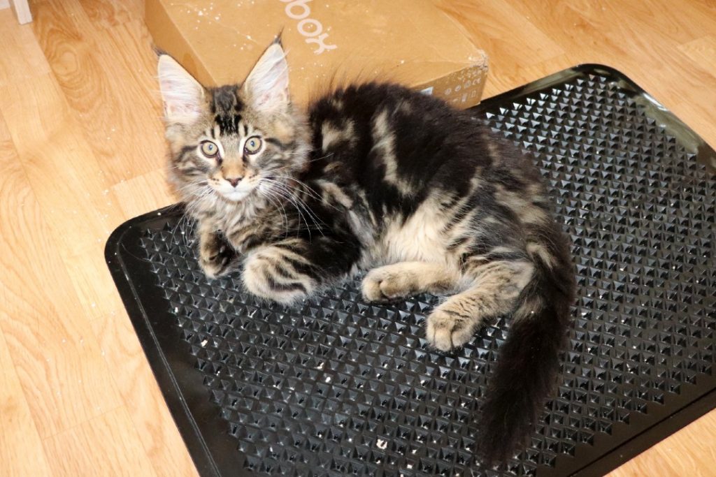 Ragnar 2 mois et 20 jours- Astra Maine Coon 2