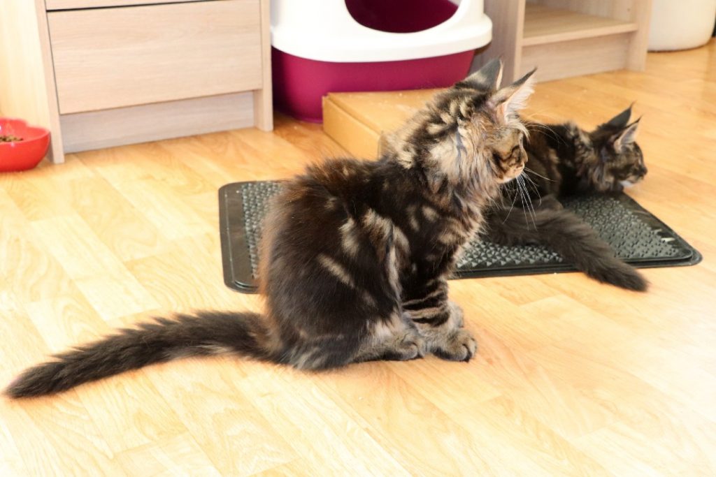 Ragnar 2 mois et 20 jours- Astra Maine Coon 5
