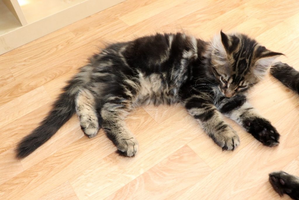 Ragnar 2 mois et 20 jours- Astra Maine Coon 6