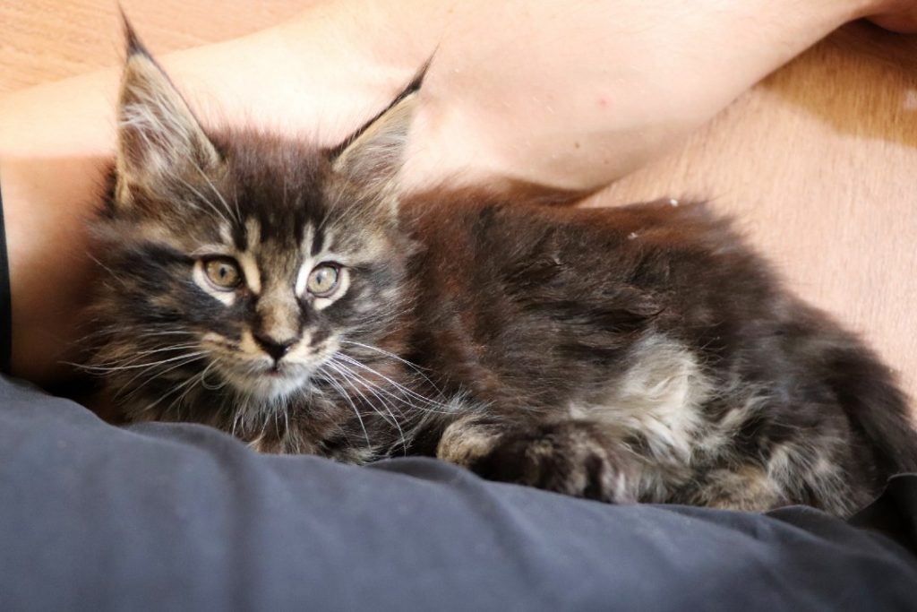 Ramsès 1 mois et 20 jours Astra Maine Coon Chatterie