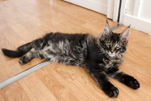 Ramsès 2 mois et 20 jours Astra Maine Coon Chatterie (1)
