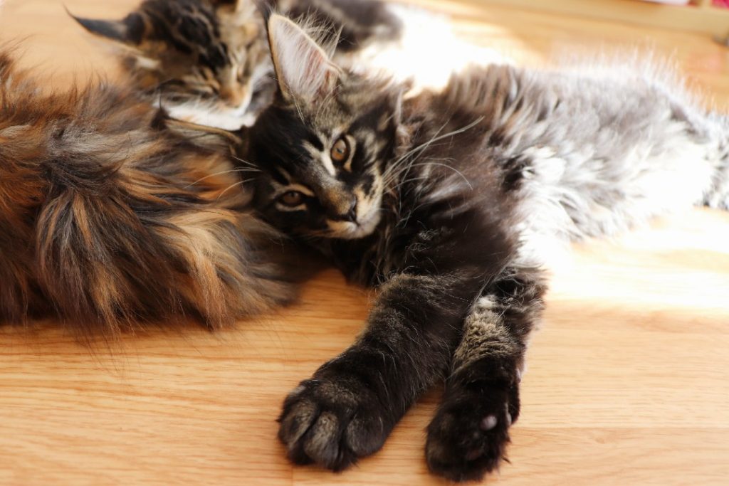Ramsès 2 mois et 20 jours Astra Maine Coon Chatterie (2)
