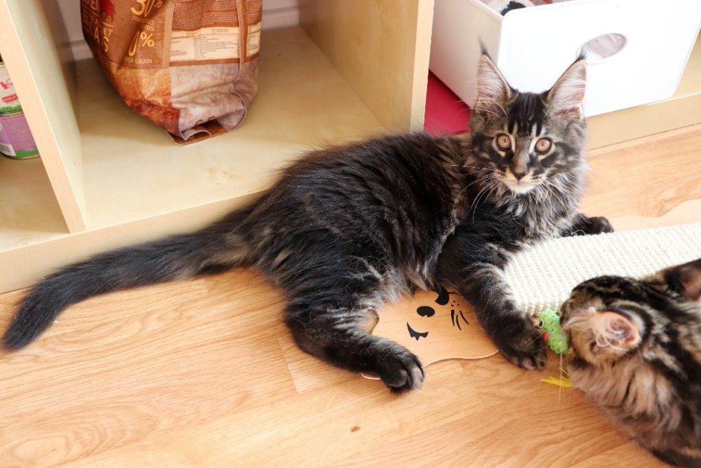 Ramsès 2 mois et 20 jours Astra Maine Coon Chatterie (3)