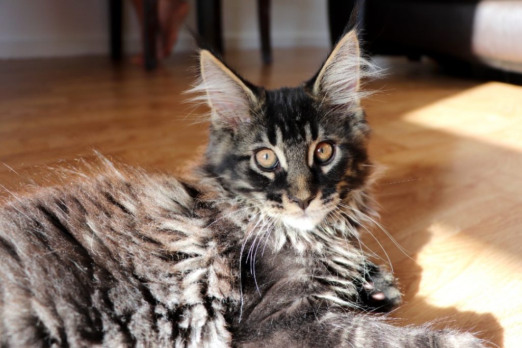 Ramsès 2 mois et 20 jours Astra Maine Coon Chatterie (4)