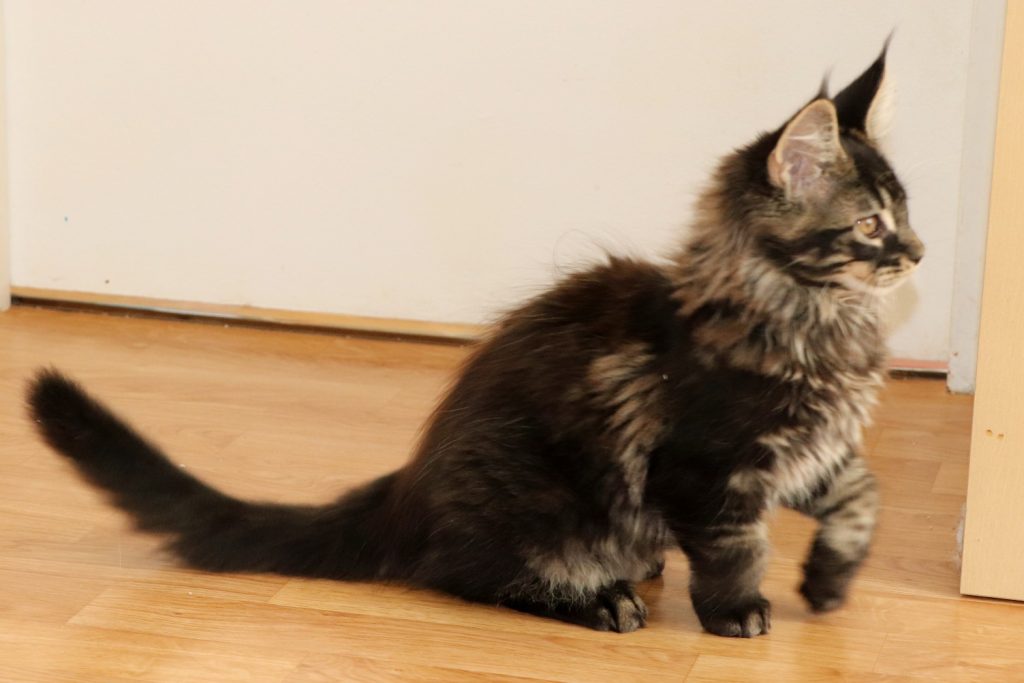 Ramsès 2 mois et 20 jours Astra Maine Coon Chatterie (5)
