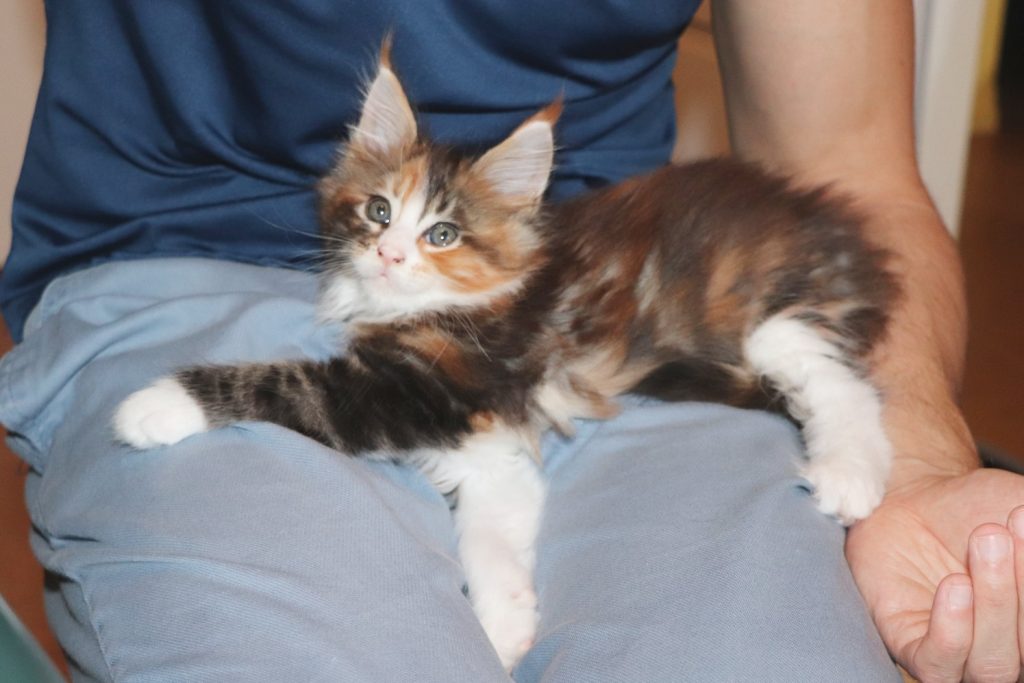 Raven 1 mois et 20 jours Astra Maine Coon