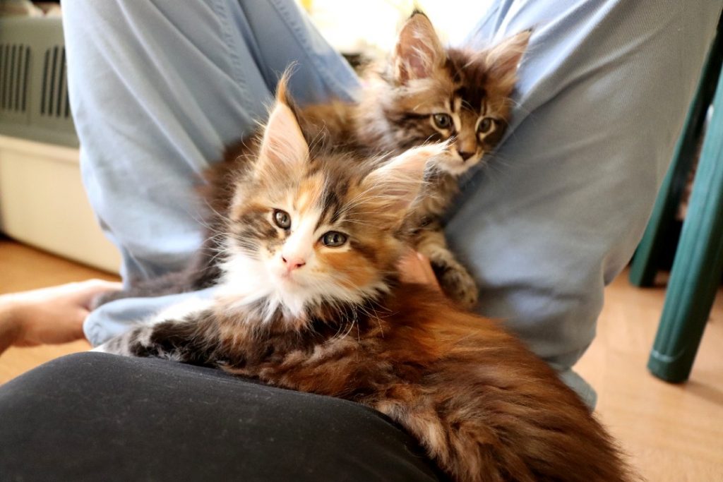 Raven 1 mois et 20 jours Astra Maine Coon