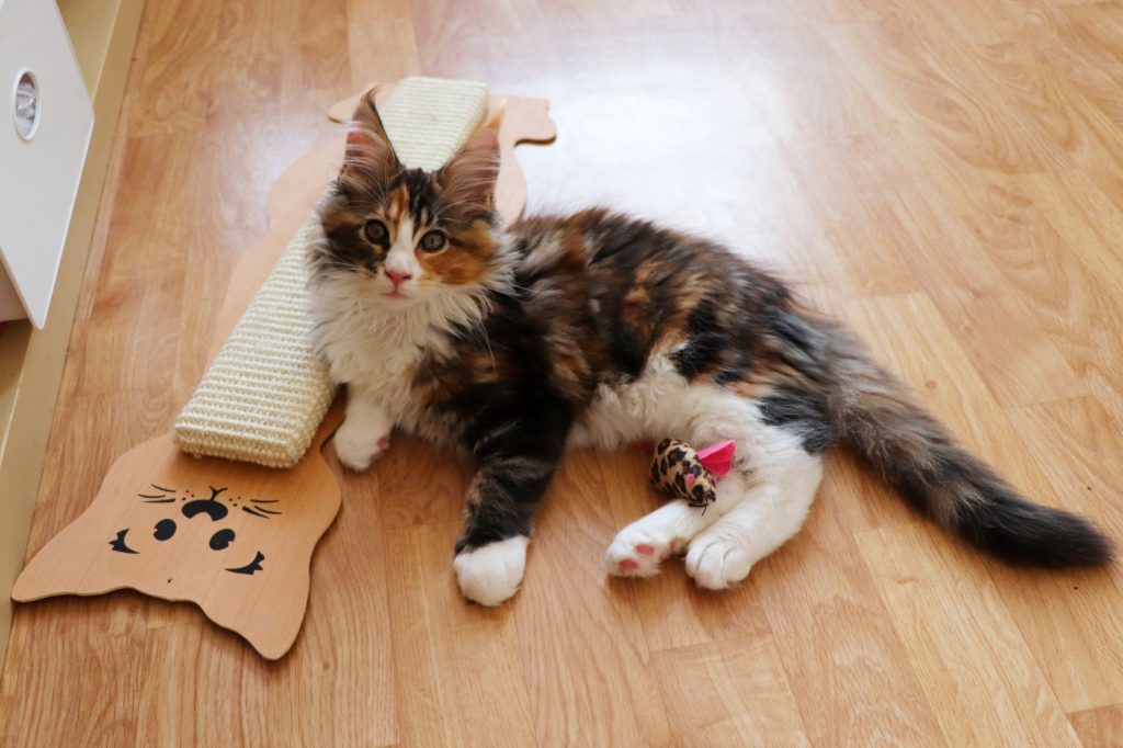 Raven 2 mois et 20 jours Astra Maine Coon