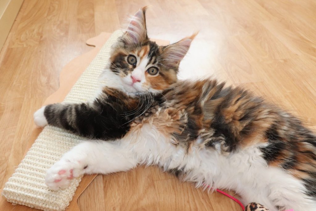 Raven 2 mois et 20 jours Astra Maine Coon