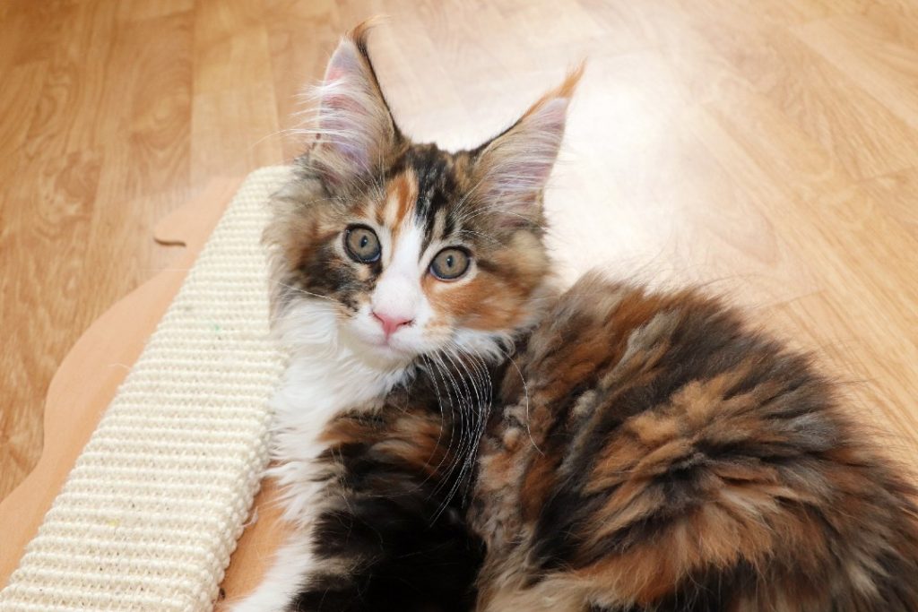Raven 2 mois et 20 jours Astra Maine Coon