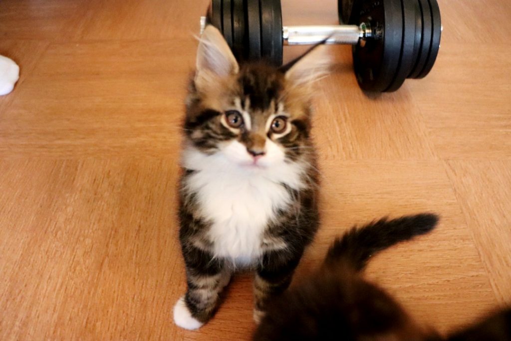 Riwan 1 mois et 20 jours Astra Maine Coon