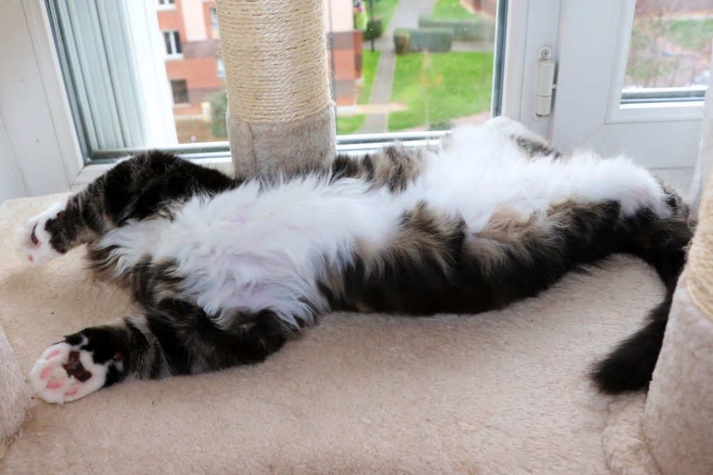 Riwan 2 moi et 20 jours Astra Maine Coon 5
