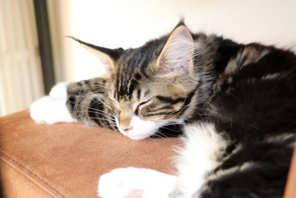 Riwan 2 moi et 20 jours Astra Maine Coon 6