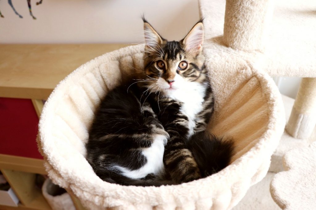 Riwan 3 mois Astra Maine Coon 4