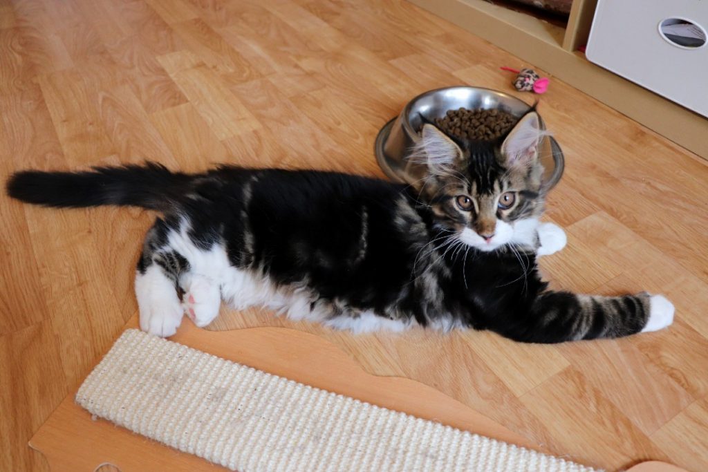 Riwan 3 mois Astra Maine Coon - chaton XXL 1