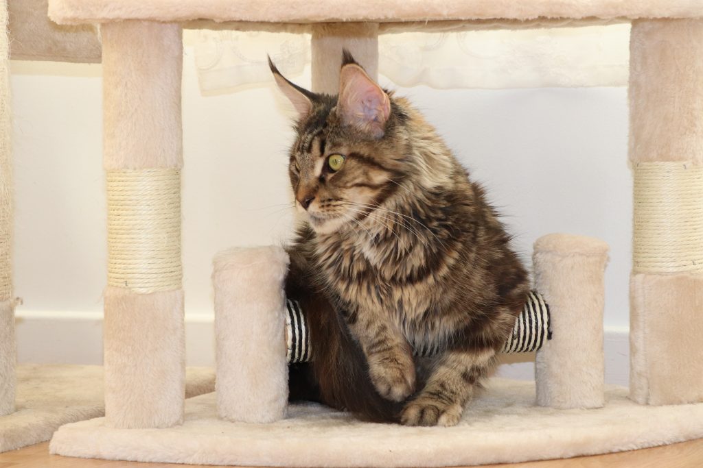 Orchidée Astros de Astra Maine Coon Chatterie