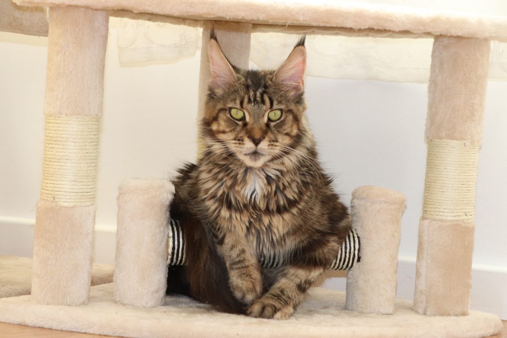 Orchidée Astros de Astra Maine Coon Chatterie Familiale