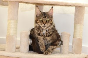 Orchidée Astros de Astra Maine Coon Chatterie Familiale