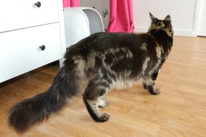 Ares Josh - Maine Coon XXL Île-de-France Astra Maine Coon Chatterie Familiale
