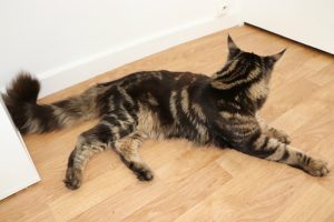 Ares Josh - Maine Coon XXL Île-de-France Astra Maine Coon Chatterie Familiale