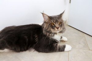 Champion Galkin Coon - Maine Coon XXL Île-de-France Astra Maine Coon