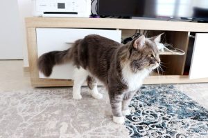 Champion Galkin Coon - Maine Coon XXL Île-de-France Astra Maine Coon