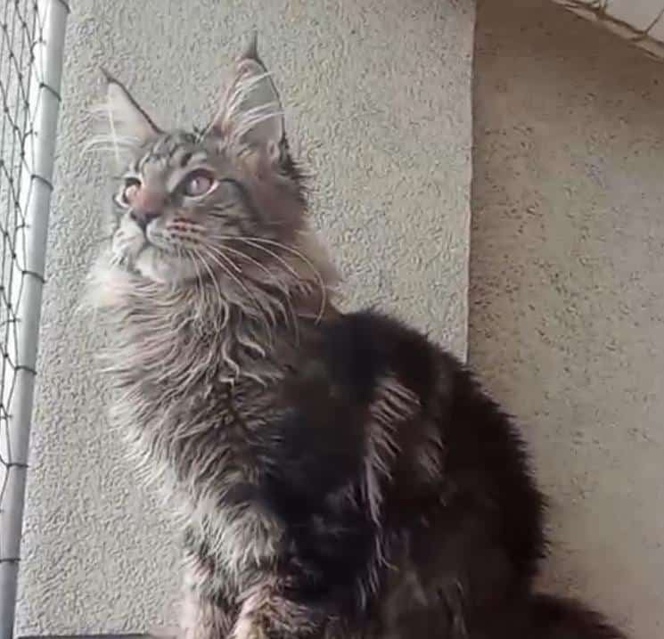 TRIXIE d'Astra Maine Coon 2 mois (3)