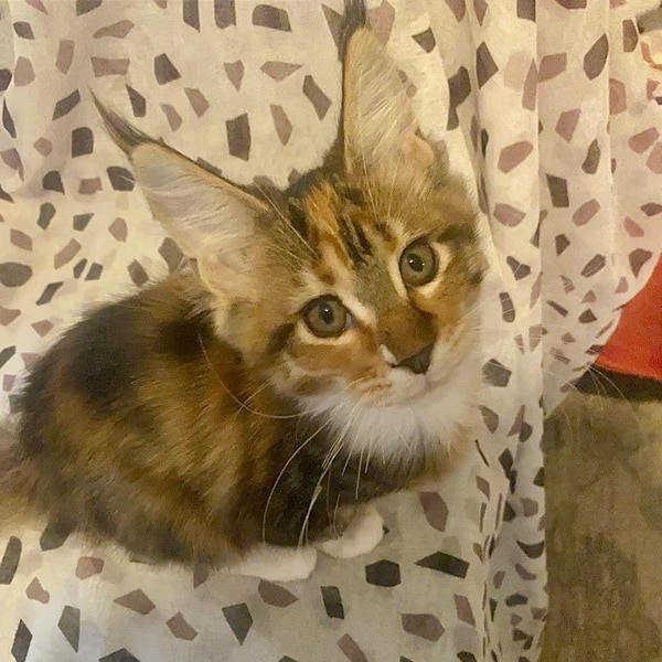 TRIXIE d'Astra Maine Coon 2 mois (3)